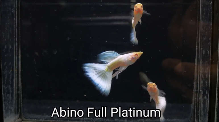 Albino full platinum guppy fish (Pair)