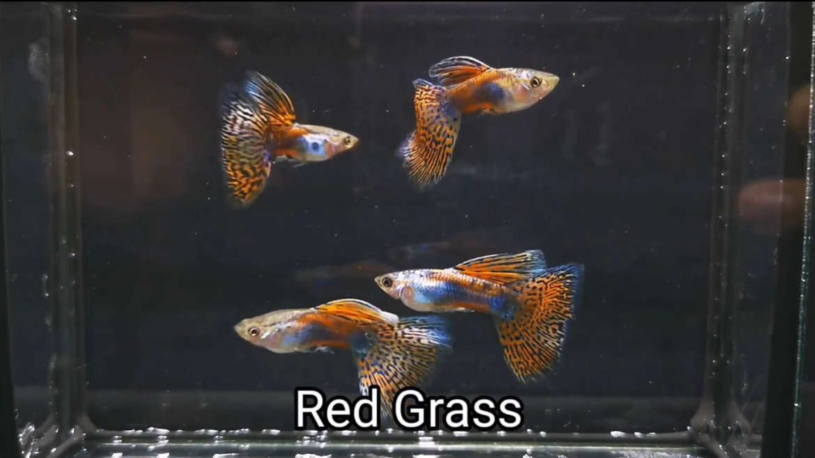 Red Grass guppy fish (Pair)