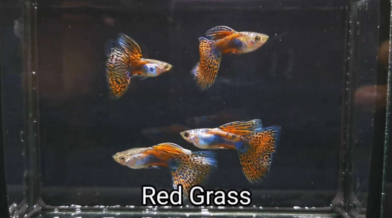 Red Grass guppy fish (Pair)