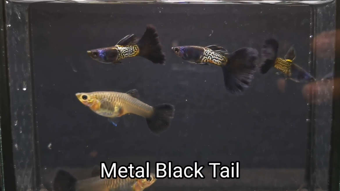 Metal Black Tail guppy fish (Pair)