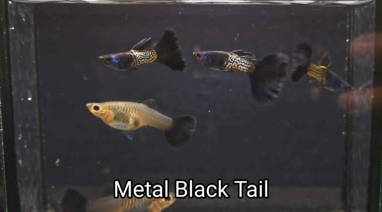 Metal Black Tail guppy fish (Pair)