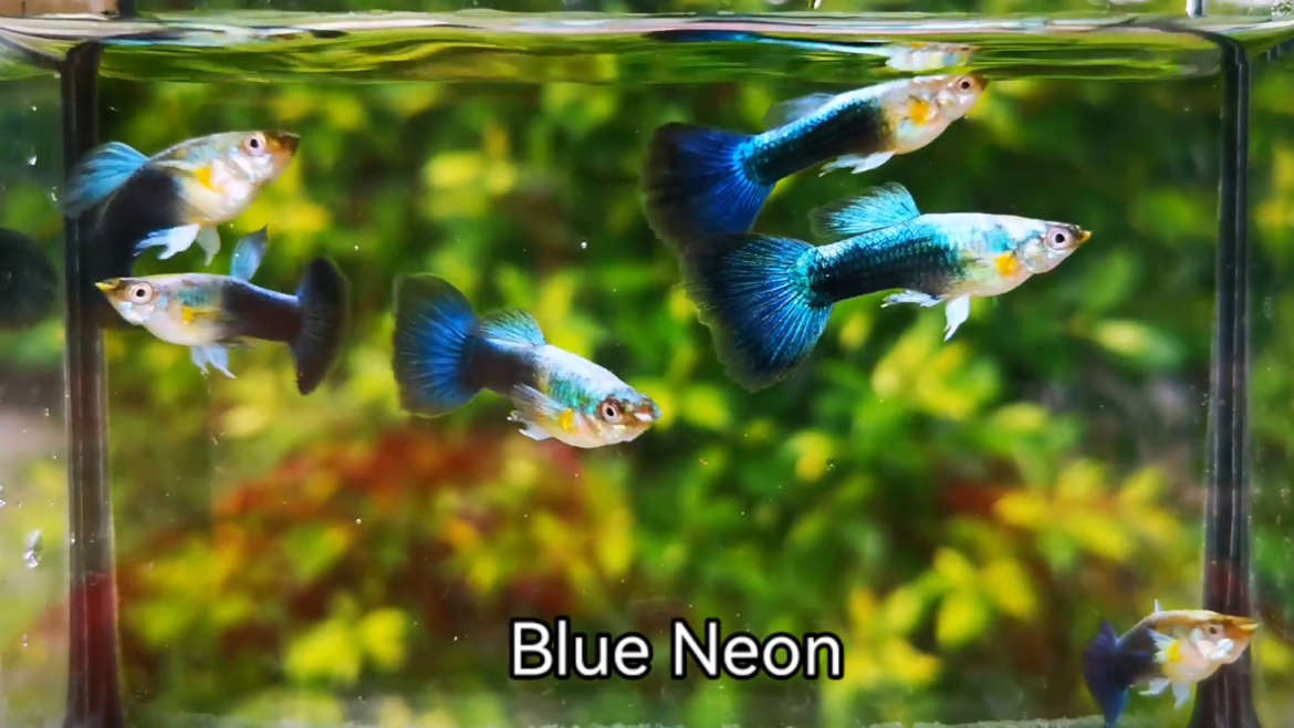 Blue neon guppy fish
