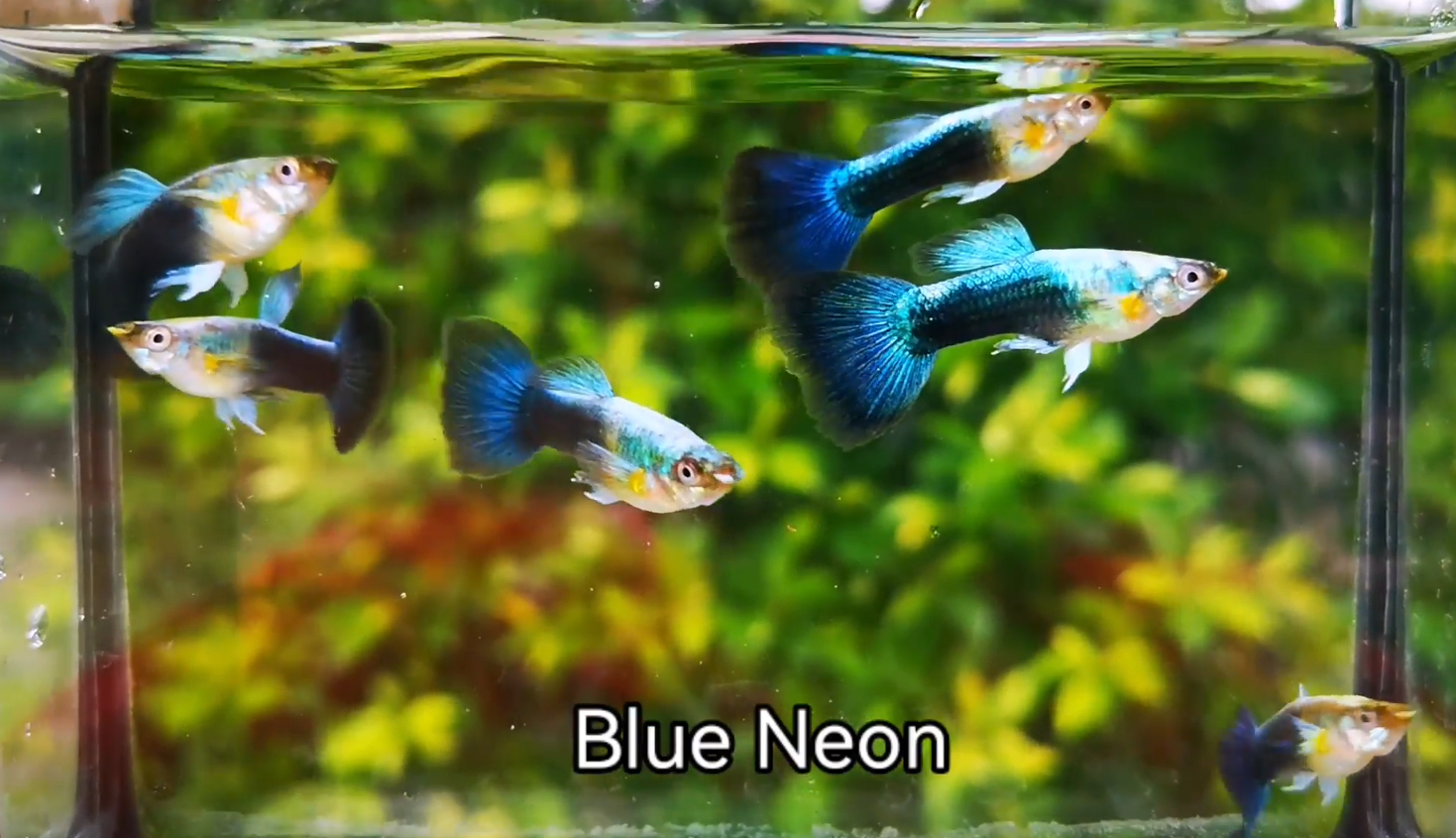 Blue neon guppy fish – Al-Aquarium.com