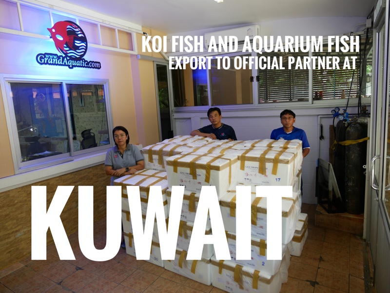Shipment export koi fish and freshwater aquarium fish to Kuwait