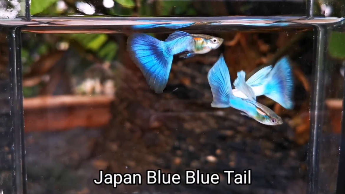 Japan Blue Blue Tail guppy (Pair)