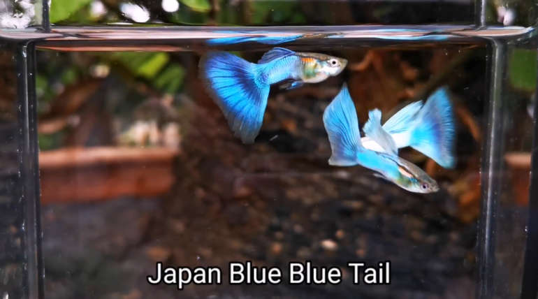 Japan Blue Blue Tail guppy (Pair)