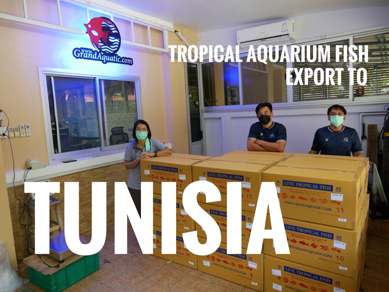 Shipment export tropical ornamental fish to Tunisia