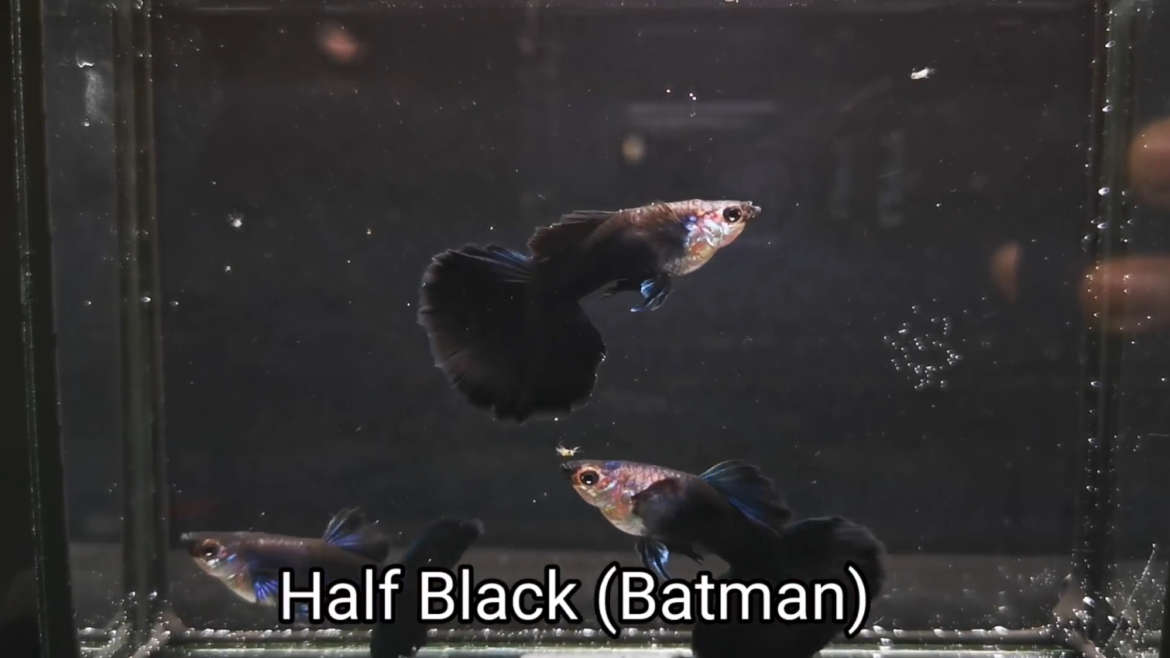 Half Black Batman guppy fish (Pair)