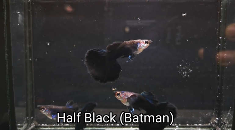 Half Black Batman guppy fish (Pair)