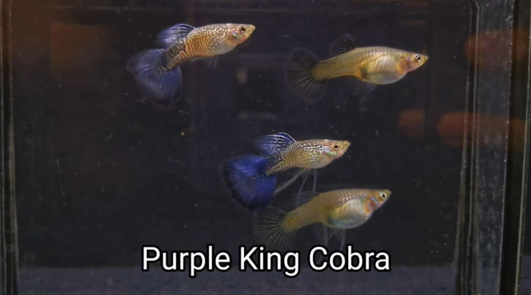 Purple King Cobra guppy fish (Pair)