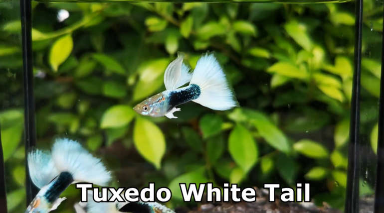 Tuxedo White guppy fish (Pair)