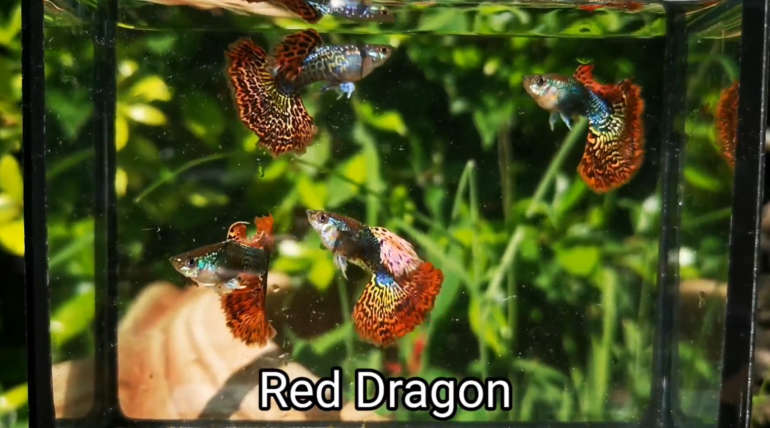 Red Dragon guppy fish (Pair)