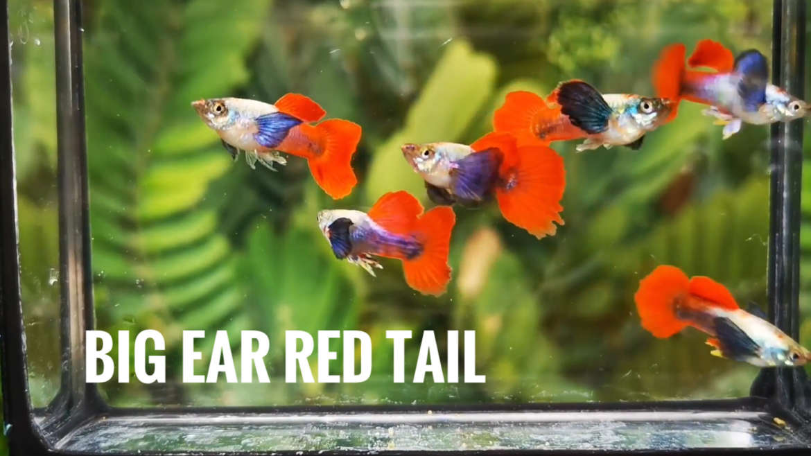 Big ear red tail guppy fish