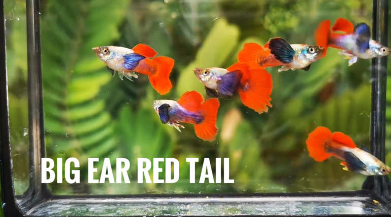 Big ear red tail guppy fish