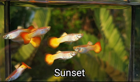 Sunset guppy fish