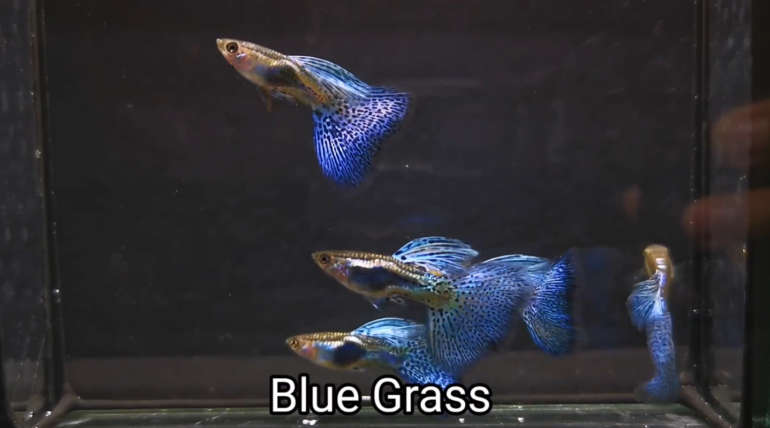 Blue Grass guppy fish (Pair)