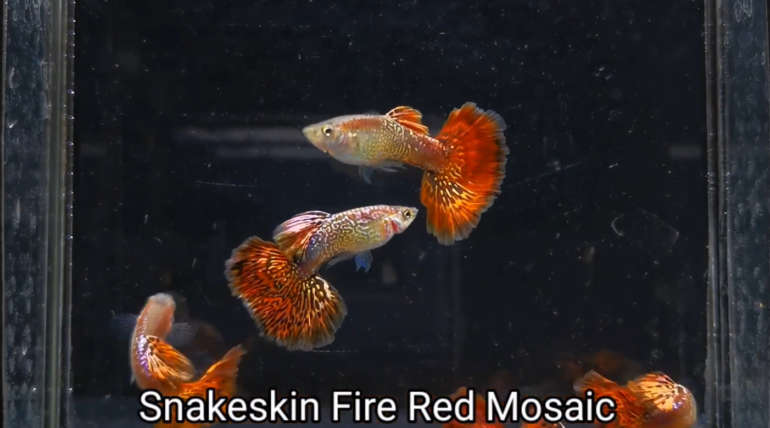 Snakeskin Fire Red Mosaic guppy fish (Pair)