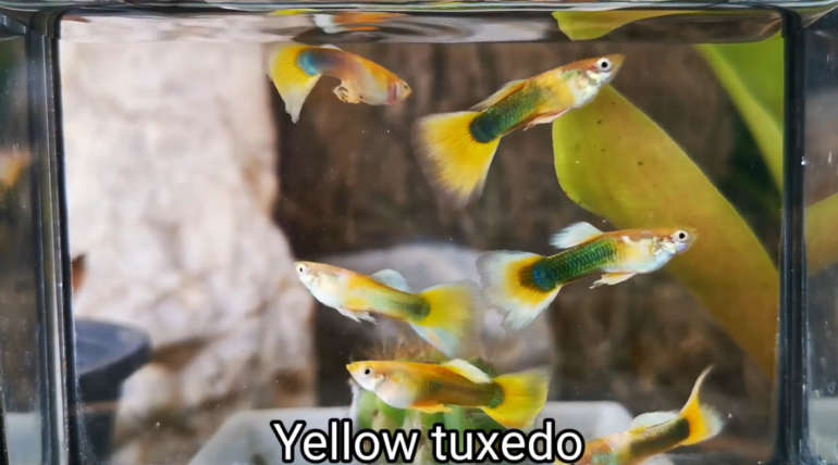 Yellow tuxedo guppy fish