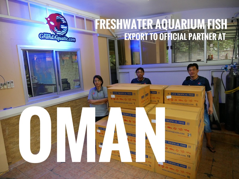 Shipment export freshwater ornamental aquarium fish export to Oman
