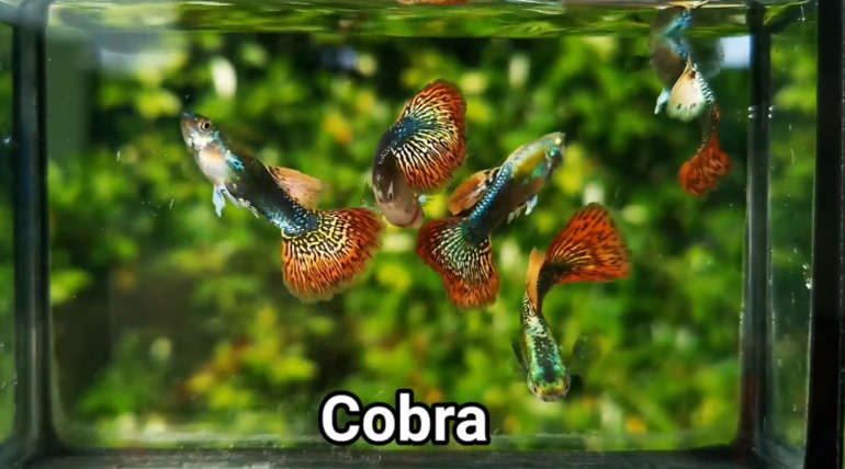 Cobra guppy fish