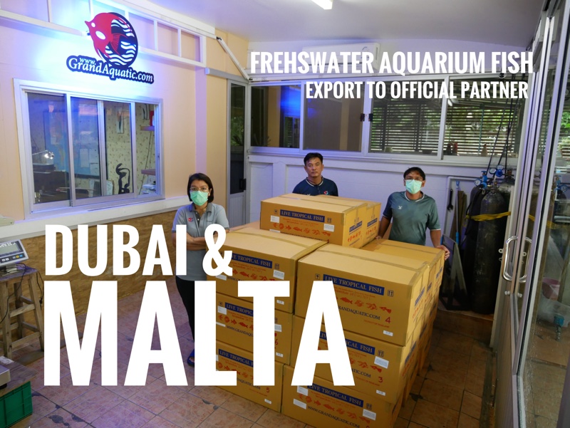Shipment export freshwater ornamental aquarium fish to Malta and Dubai