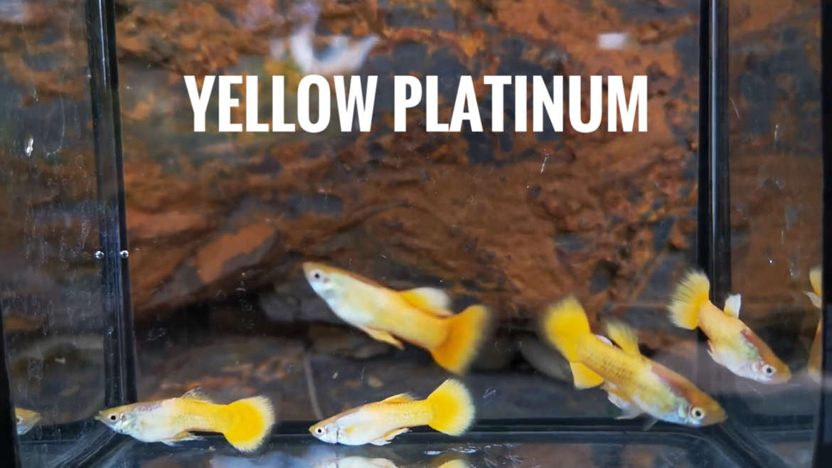 Yellow platinum guppy fish