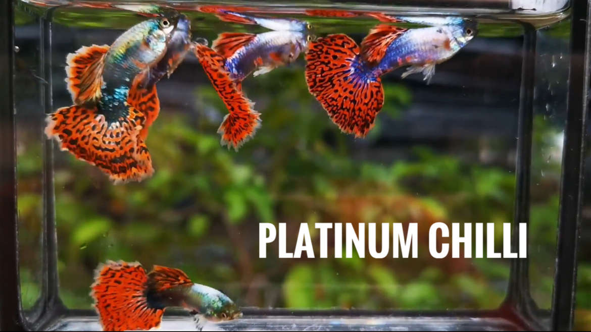 Platinum chilli guppy fish