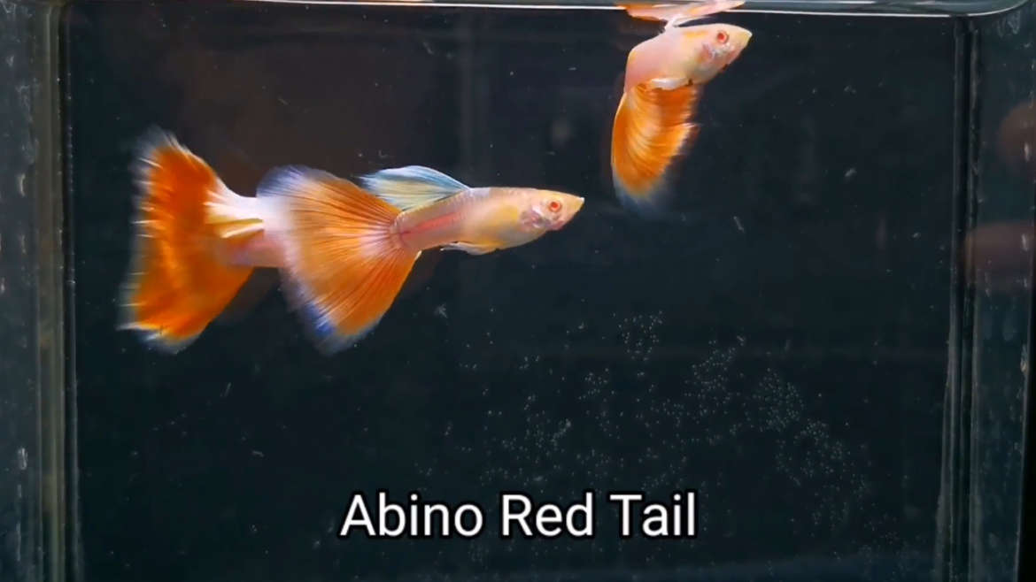 Albino Red Tail guppy fish (Pair)