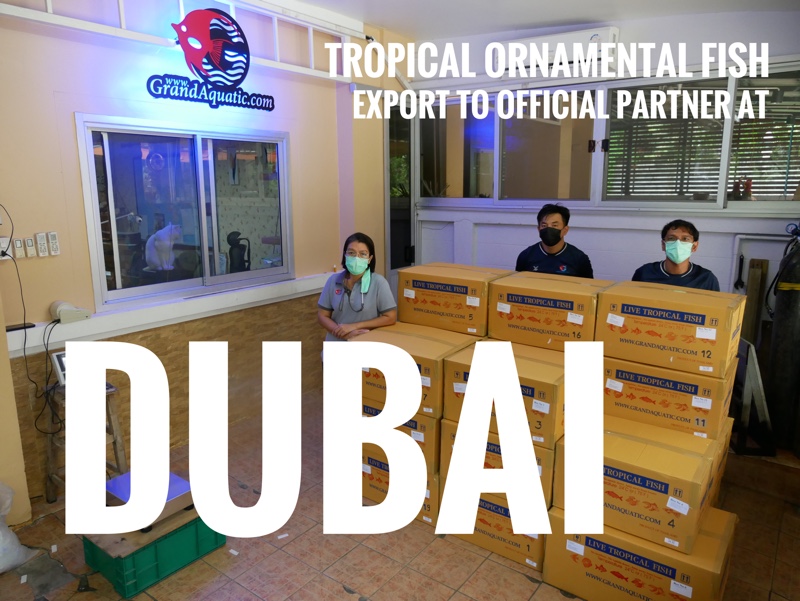 Shipment export tropical ornamental fish to official partner at Dubai