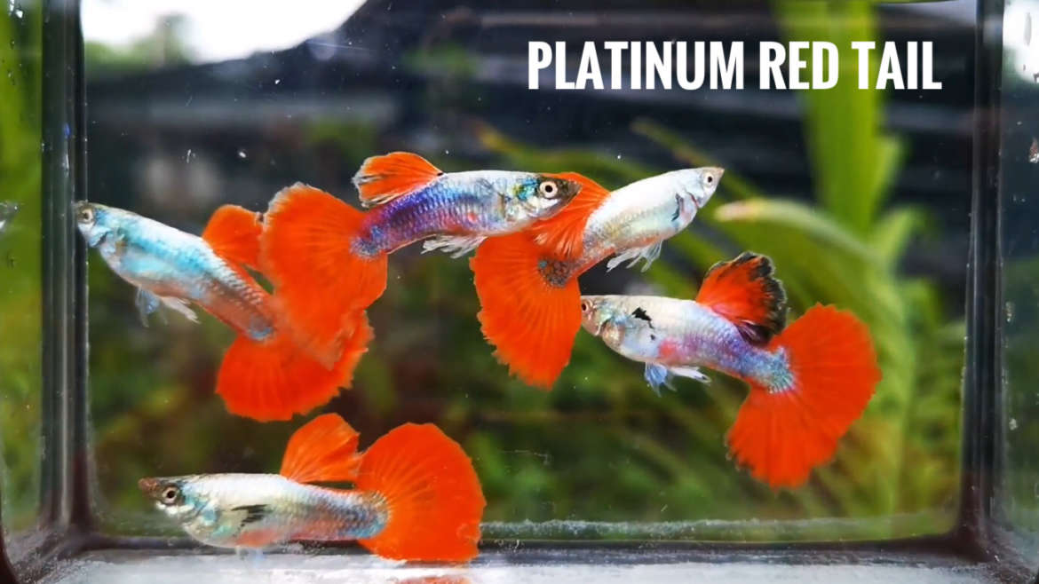 Platinum red tail guppy fish