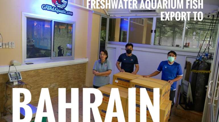 Shipment export freshwater ornamental aquarium fish export to Bahrain