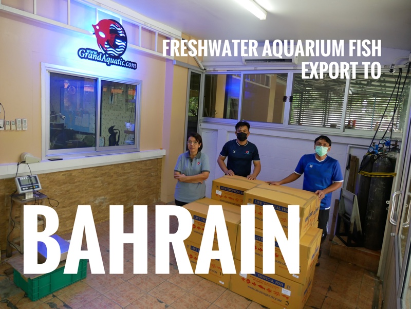 Shipment export freshwater ornamental aquarium fish export to Bahrain