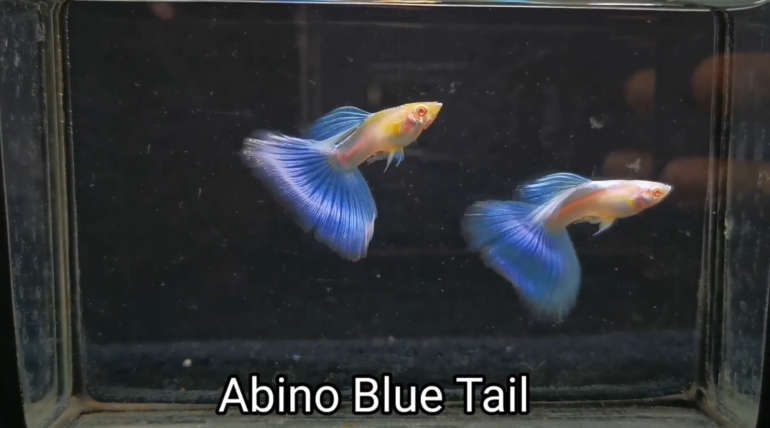 Albino blue tail guppy fish (Pair)