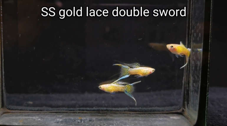 Gold Lace Double Sword Guppy fish (Pair)