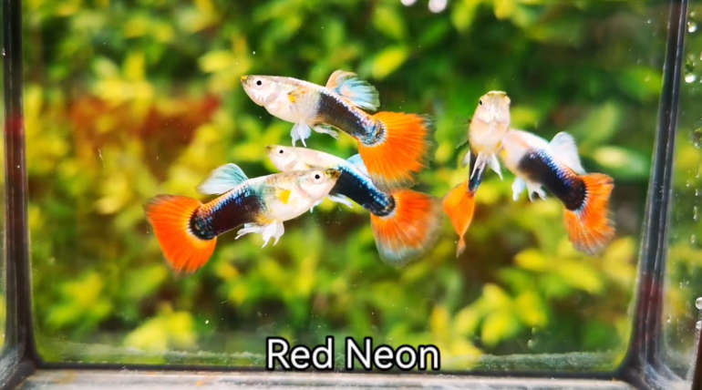 Red neon guppy fish