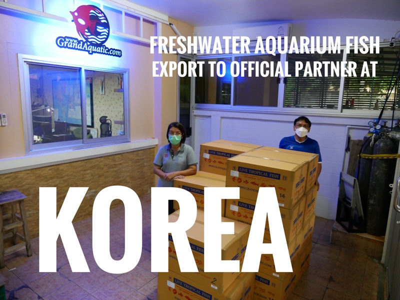 Shipment export freshwater ornamental aquarium fish to Korea