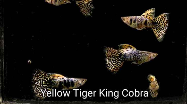 Yellow Tiger King Cobra guppy fish (Pair)