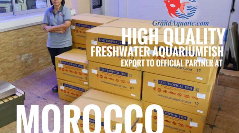 Quality of freshwater aquarium fish export to Morrocco