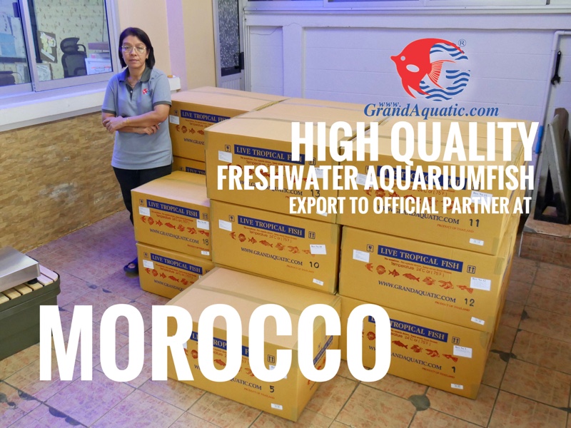 Quality of freshwater aquarium fish export to Morrocco