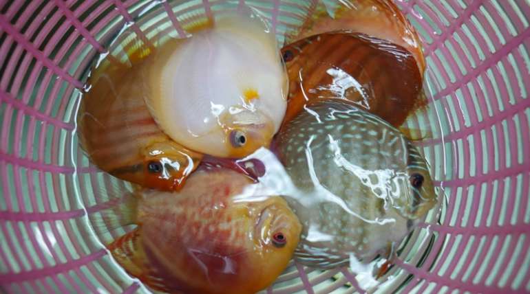 Discus fish high quality breeding for export from Thailand