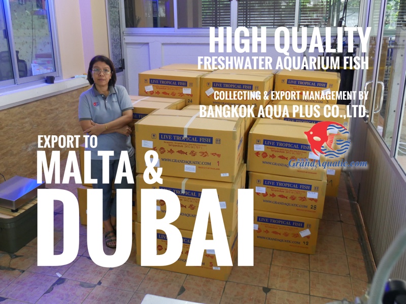 High quality of freshwater aquarium fish export to Dubai and Malta