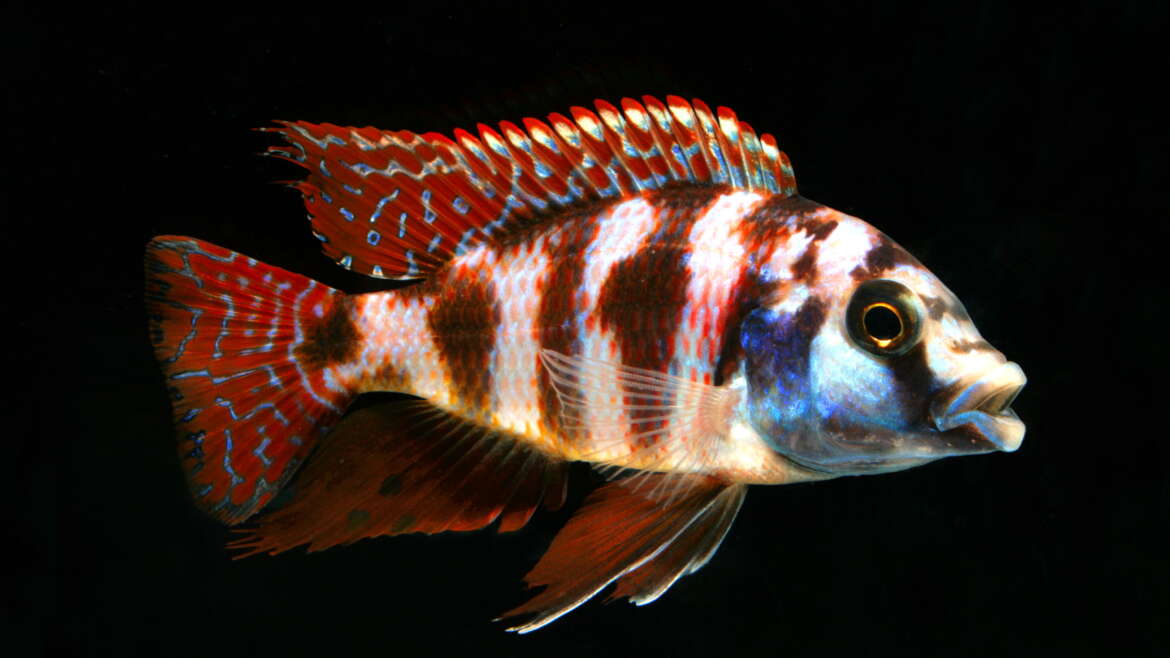 Placidochromis Milomo Cichlid